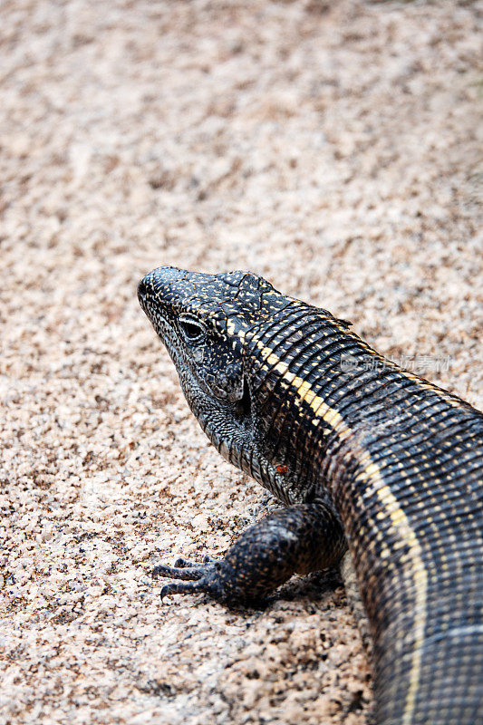 巨型蜥蜴的特写(Matobosaurus validus)